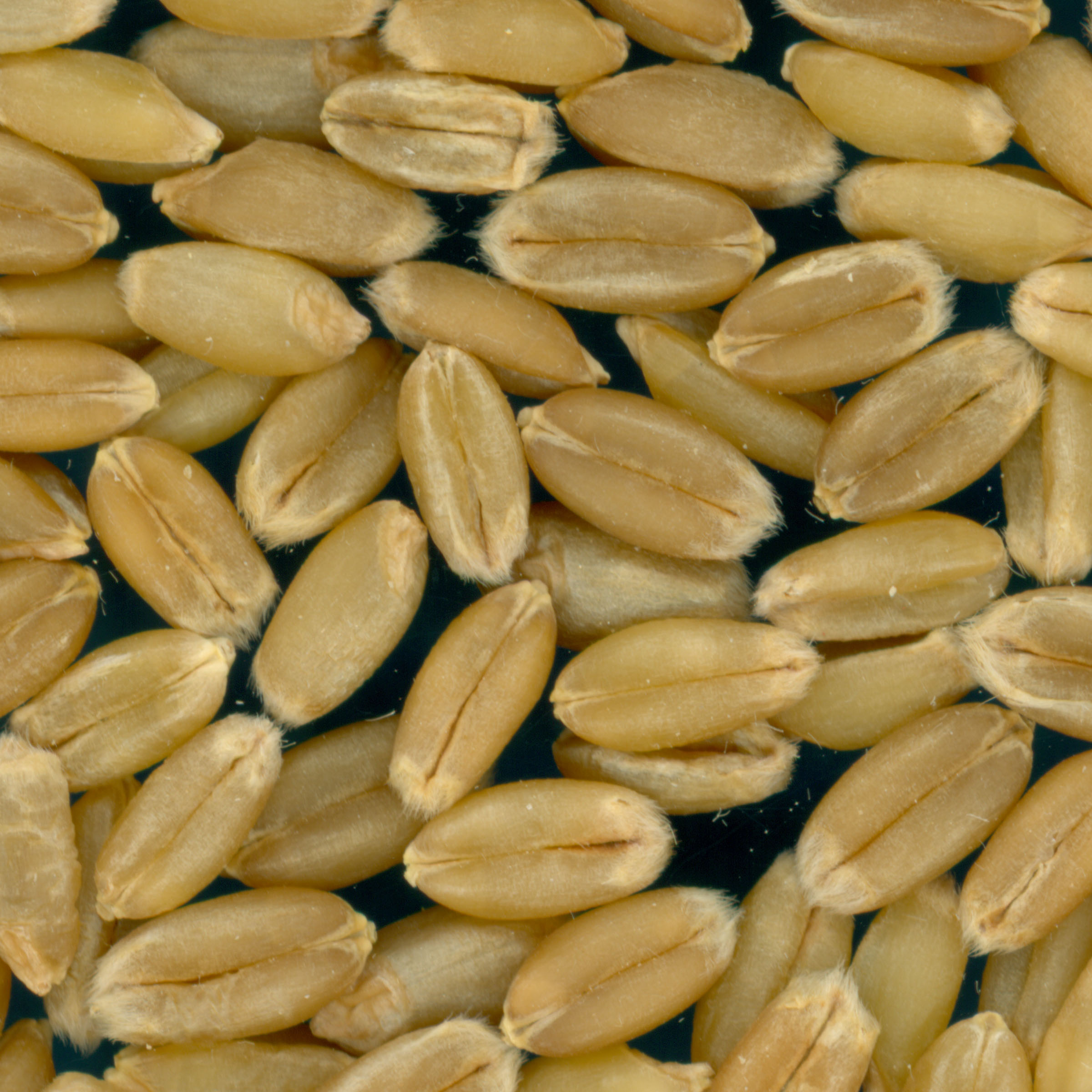 KERNELS